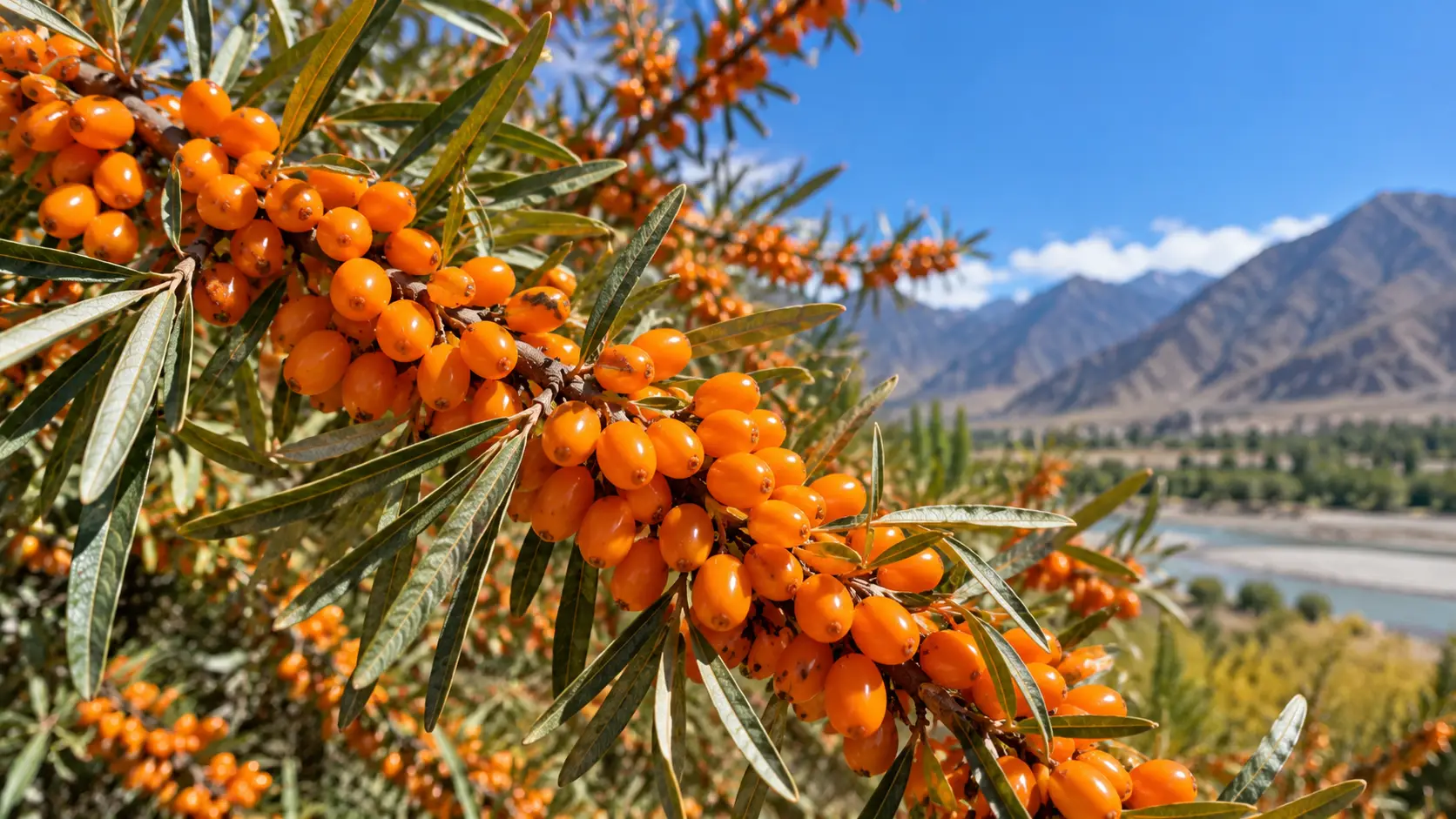 sea buckthorn