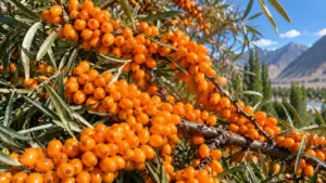 sea buckthorn